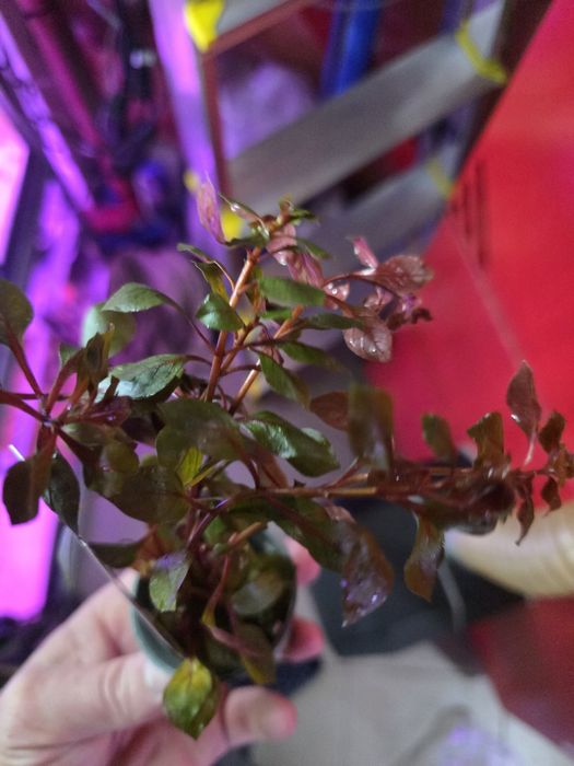 Ludwigia sp mini red