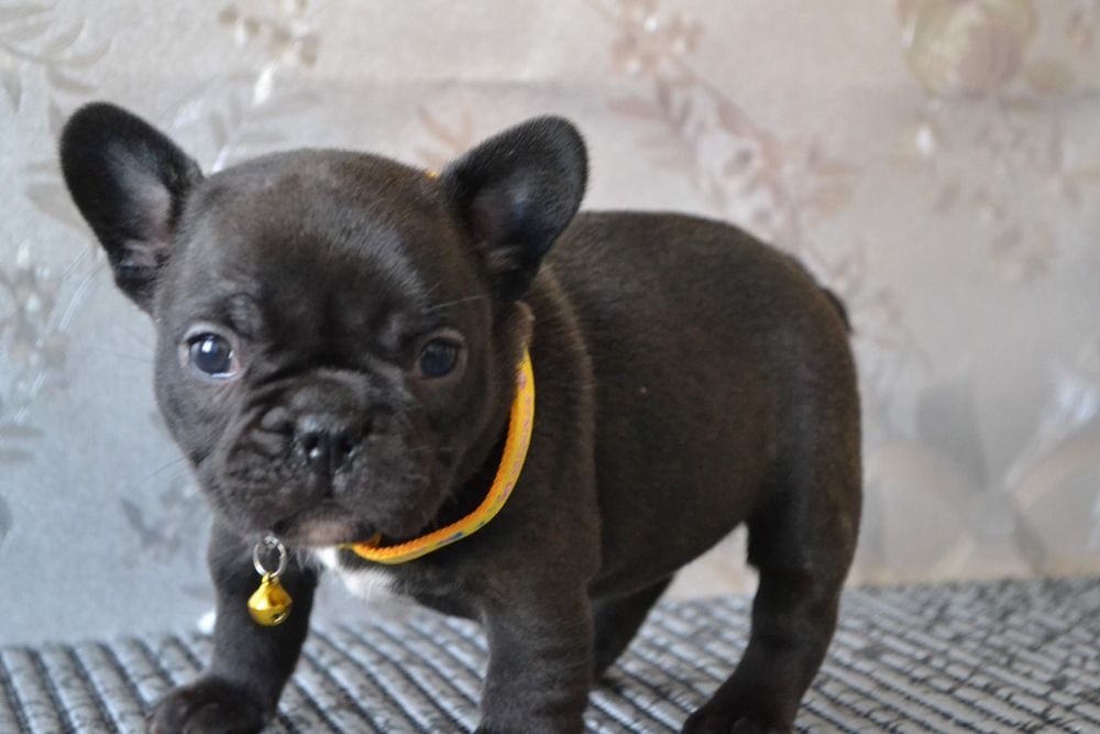 Чудова красуня .французЬка