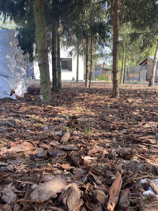 Kora sosnowa ozdobna