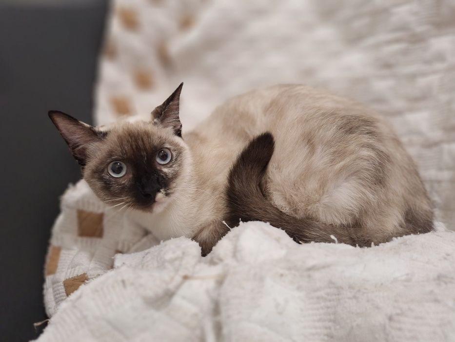 Coralina, para adoção