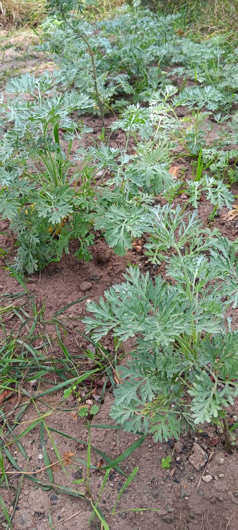 Sadzonki BYLICY PIOŁUN 11 sztuk Eko (młode, rozwinięte) CZYSTA NATURA