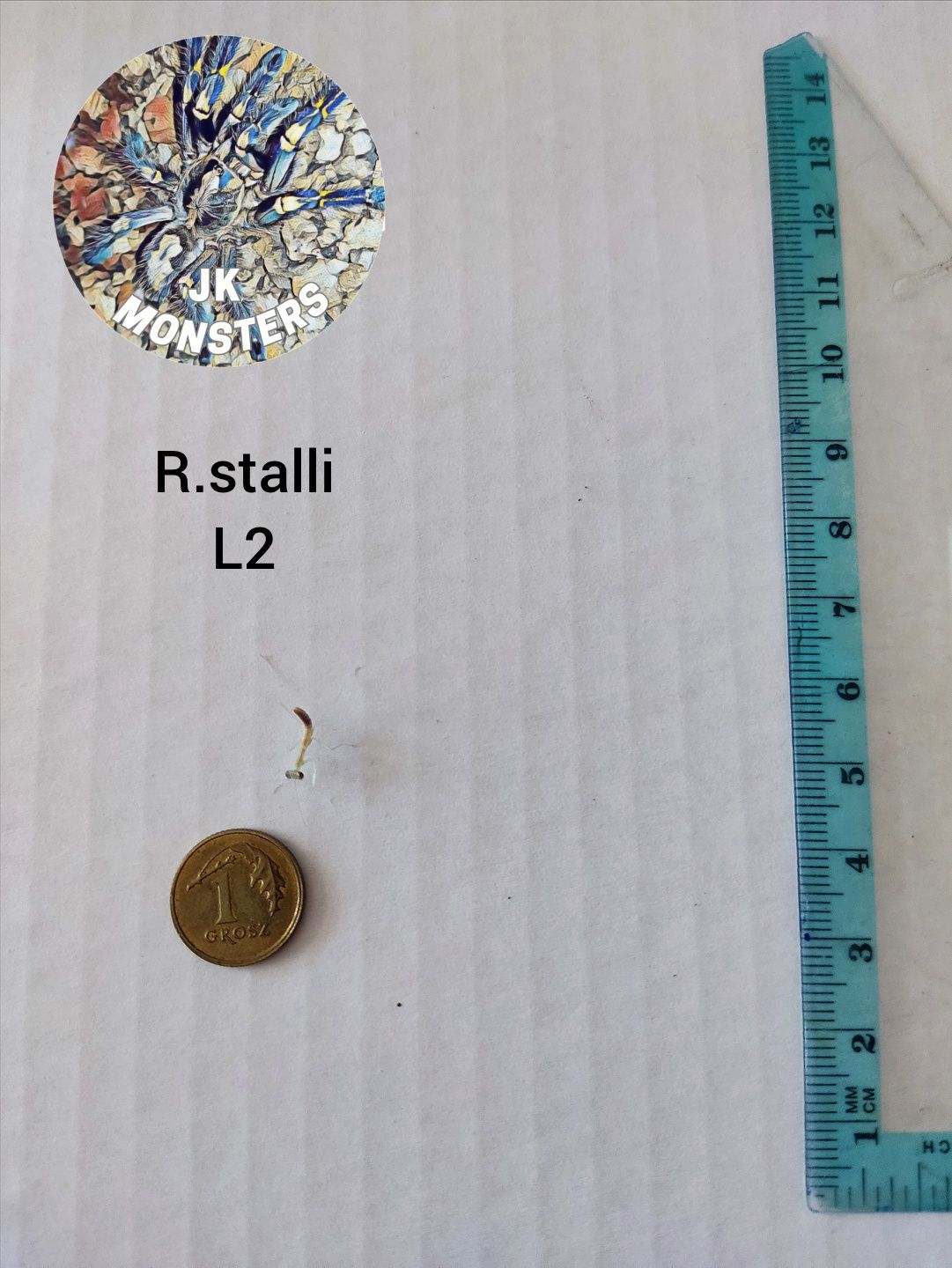 Modliszka Rhombodera stalli+gratisy