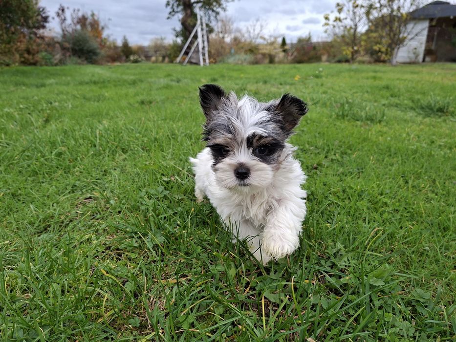 York śliczny piesek