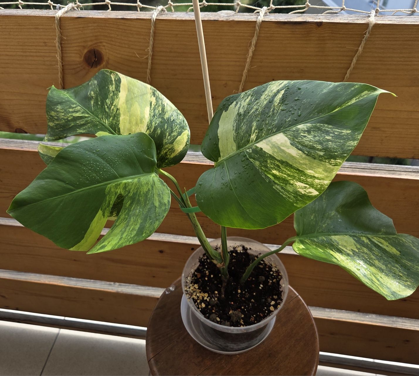 Monstera Aurea-Marmorata.