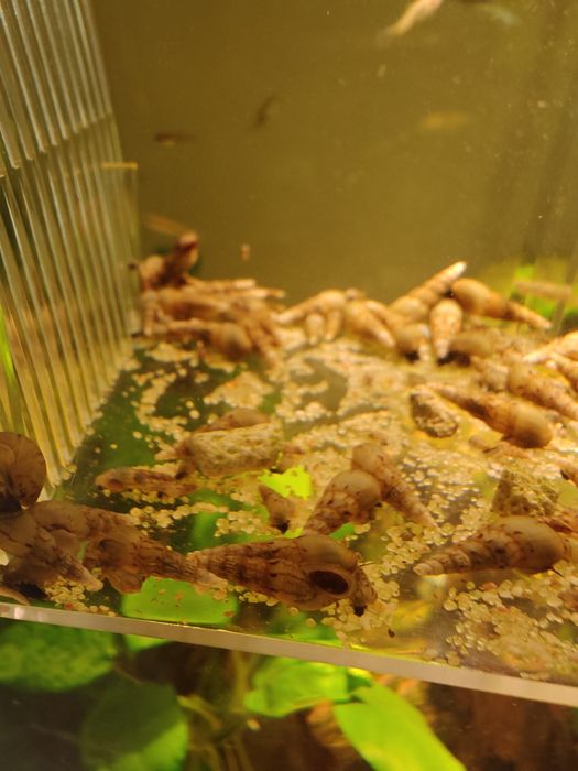 Melanoides tuberculata