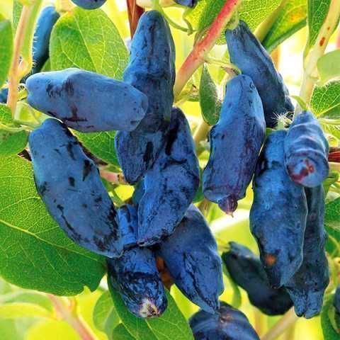 Продам саджанці Жимолості (різних сортів)./Продам саженцы Жимолости