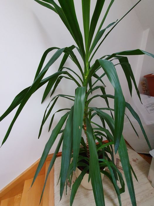 Juka pokojowa 150cm