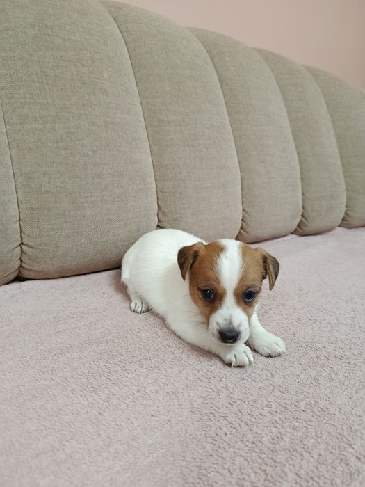 Śliczna suczka Jack Russell Terrier