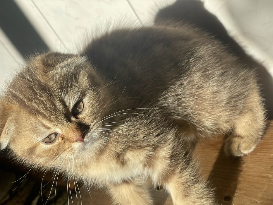 Миленька віслоуха дівчинка , кошеня , золота шиншила