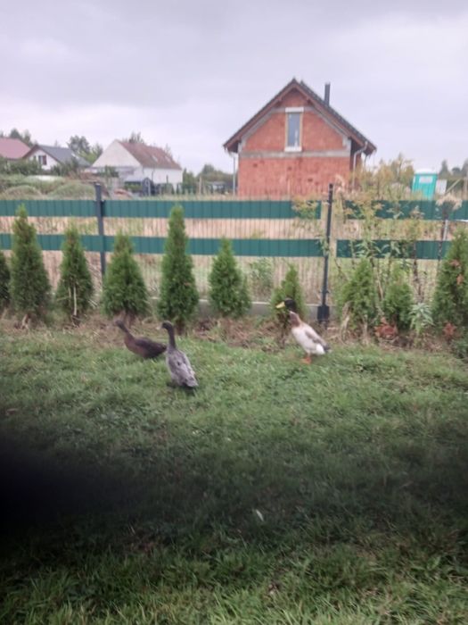 Sprzedam lub zamienię Biegusysy