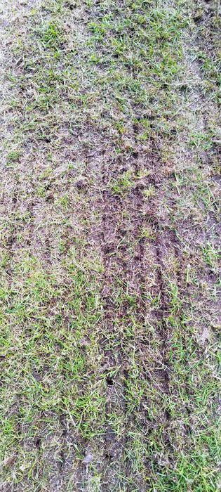 Renowacja trawnika, aeracja, wertykulacja, piaskowanie, dosiewka