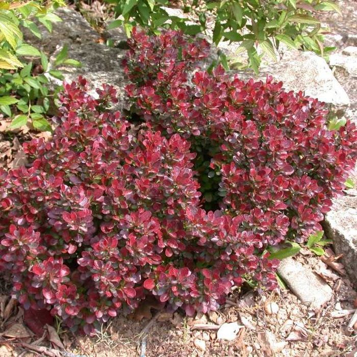 Барбарис Тунберга Корал, Оранж Рокет Короніта, Атропурпуреа На та інші