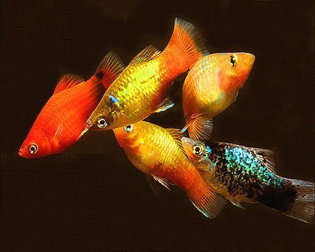 Platka - Zmienniak plamisty - Różne ubarwienia - Sklep Zoologiczny