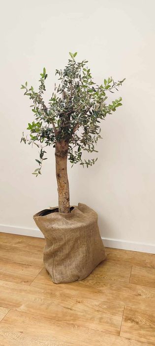 Drzewo oliwne ok. 1,3 m