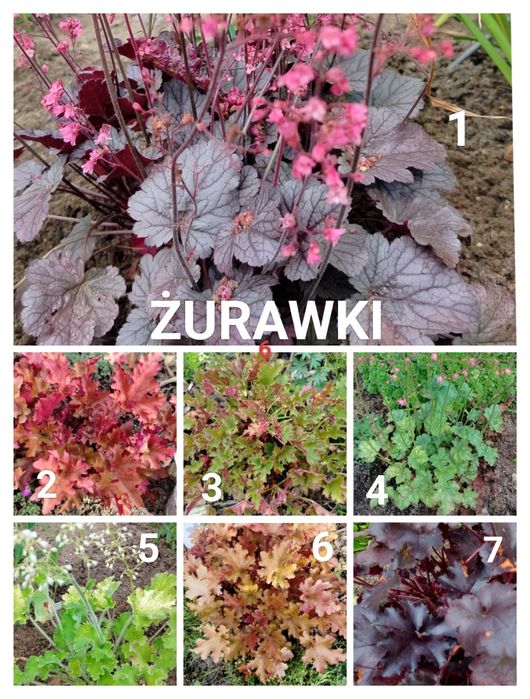 Kwiaty zimujące wieloletnie liliowce mix