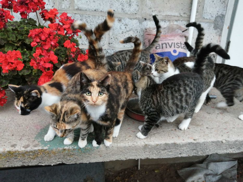 Koty dachowce 5-miesięczne