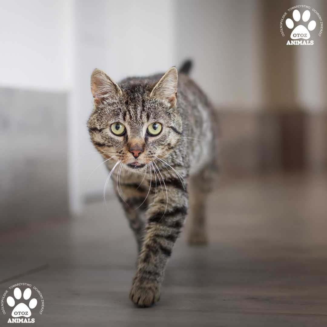 Kochany Dropsik szuka domu - kocurek do adopcji