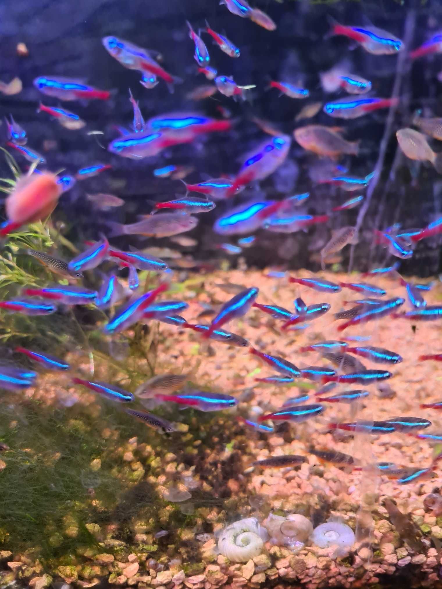 Neon innesa -mała stadna rybka