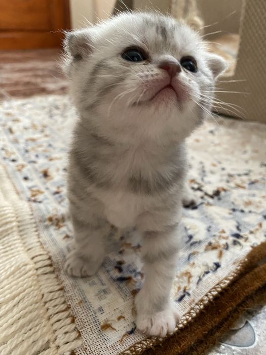 Британські та шотланські кошенята