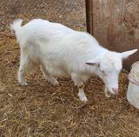 Зааненская коза с козлёнком