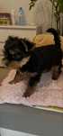 Yorkshire Terrier suczka NELA