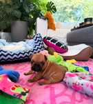 FRANKO Buldog francuski ZKwP FCI, Hodowla Harper Dog House FCI