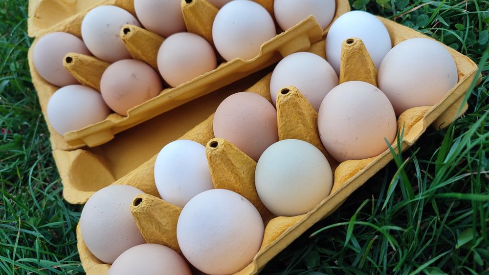 Swojskie jajka na sprzedaż