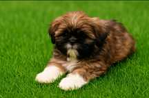 Shih Tzu szczeniaczek