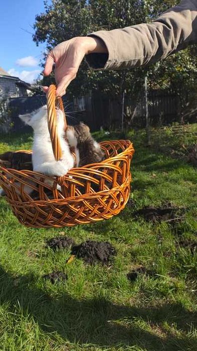 Котеня. Гарантуємо стерилізацію + пів року харчування.