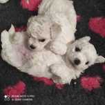 Piesek bichon frise z rodowodem