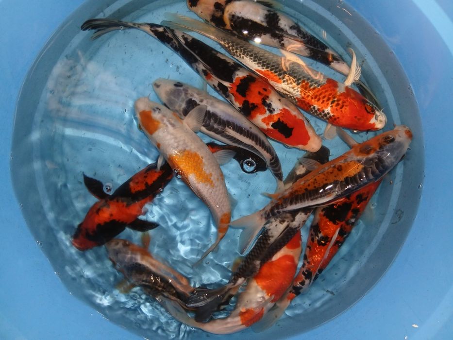 Carpas koi selecção premium