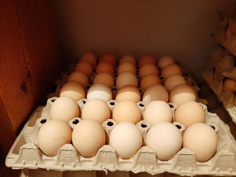 Jajka wiejskie z wolego wybiegu. Sprzedam