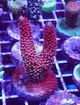 Acropora Tenuis Cherry Bomb