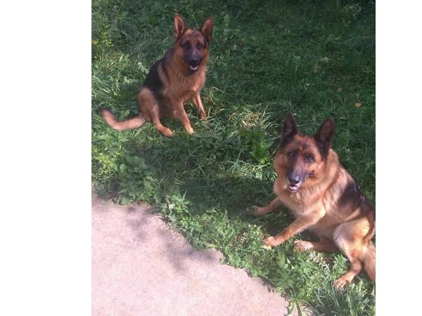 Цуценята. Німецька вівчарка ДН 19.09. Батьки з КСУ