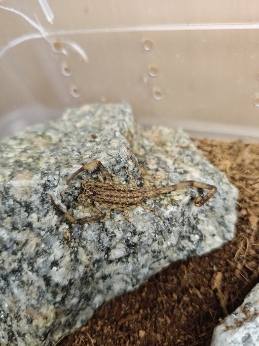 Isometrus maculatus adult skorpion