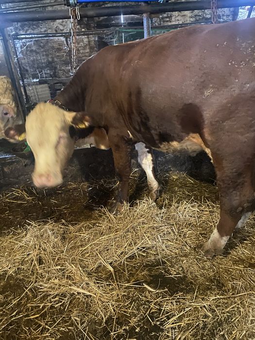 Byki 100% Hereford
