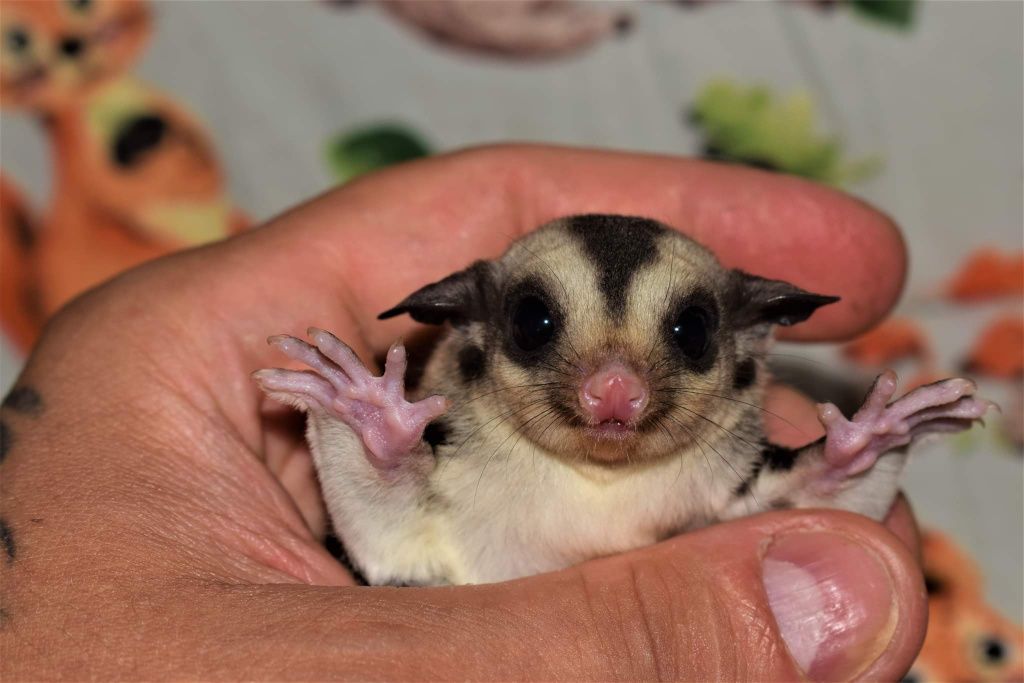 Lotopałanki, lotopałanka , sugar glider