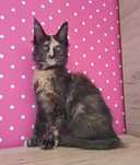 Kotka Maine Coon