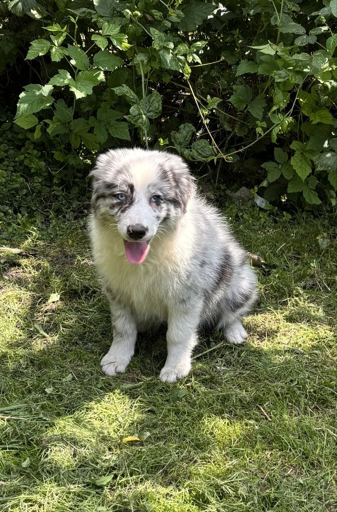 Border collie- suczka blue-merle