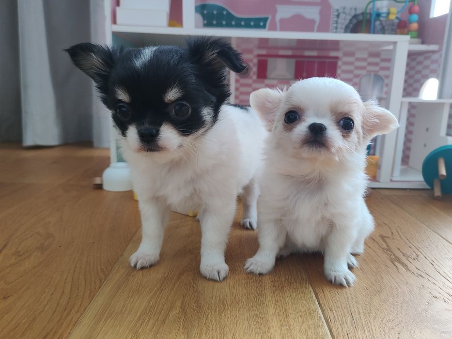 Chihuahua miniaturowa XXS unikat!
