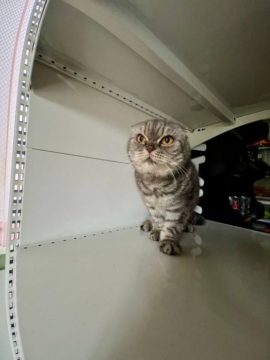 Котята в хорошие руки