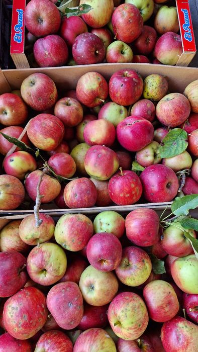 Jabłka Szczecin Dąbie eko 3 zł kg