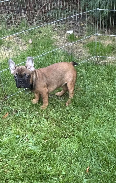 Buldog francuski  szczeniaczek