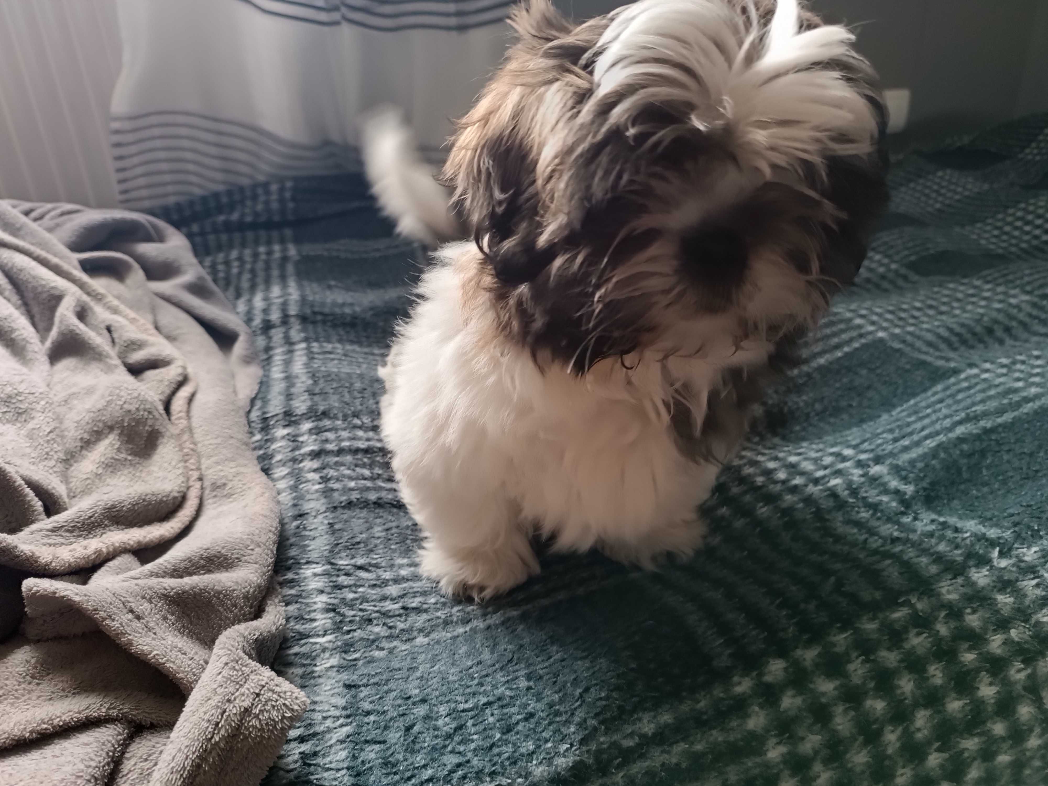Szczeniak shih tzu