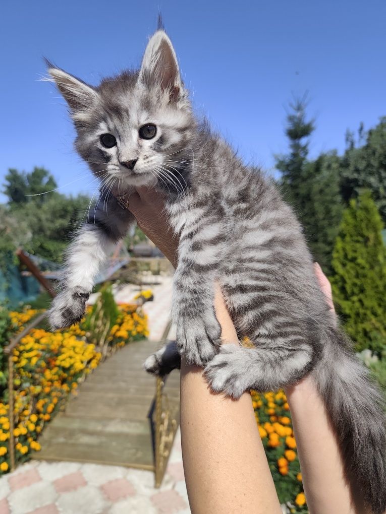 Чарівна дівчинка мейн-кун.