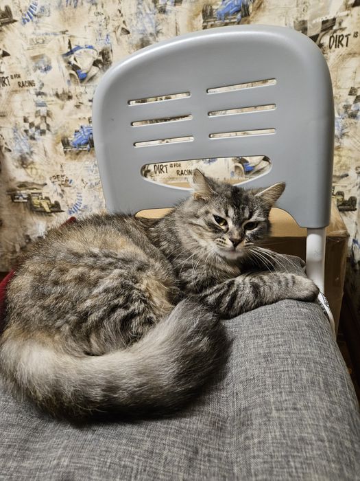 Отдам кошечку в добрые руки