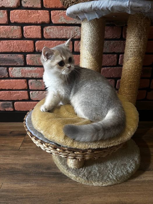 .Kotek. Brytyjska złota szynszyla. Ay 11