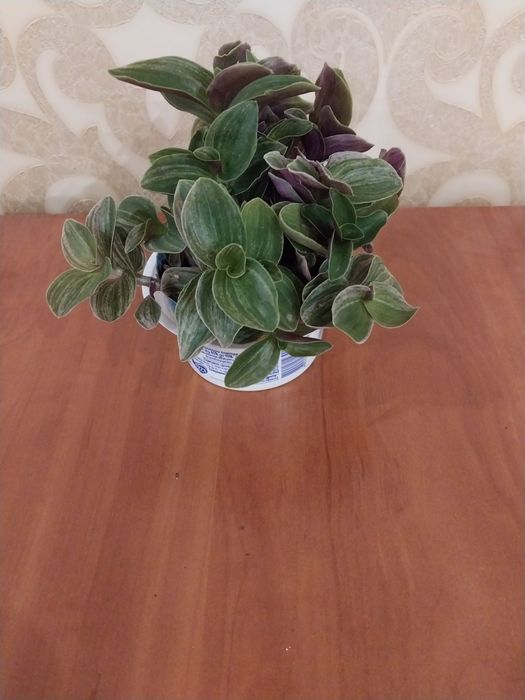 Квіти кімнатні на обмін