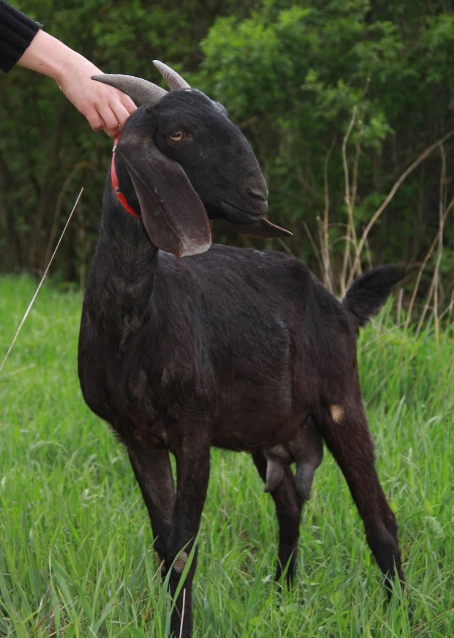 Нубійська коза Dilara