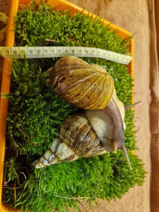 Пара Ахатин Ретикулят Стандарт